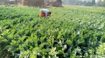 डुडुवा गाउँपालिका कृषिमा आत्मनिर्भर बन्दै